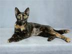 Adopt MELODY a Tortoiseshell Domestic Mediumhair / Mixed (medium coat) cat in