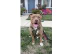 Adopt Frank a American Pit Bull Terrier / American Staffordshire Terrier / Mixed