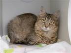 Adopt ARIA a Brown or Chocolate Domestic Mediumhair / Mixed (medium coat) cat in