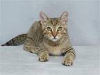 Adopt MOONEY a Brown or Chocolate Domestic Mediumhair / Mixed (medium coat) cat