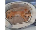 Adopt Lily a Orange or Red Tabby Domestic Shorthair / Mixed (short coat) cat in