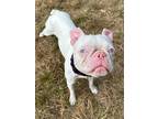 Adopt Artie-ADOPTION PENDING a White Boston Terrier / Mixed dog in Plano