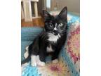 Adopt Crescendo a Black & White or Tuxedo Domestic Shorthair / Mixed (short