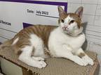 Adopt Clive a Domestic Shorthair / Mixed cat in Colorado Springs, CO (39059092)