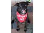 Adopt Ozzie a Black Pug / Beagle / Mixed dog in Mission Viejo, CA (39054943)