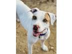 Adopt Faith aka: Fitz a White American Pit Bull Terrier / Mixed dog in Cibolo