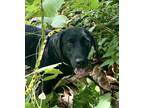 Adopt Stella a Labrador Retriever / Mixed dog in Birmingham, AL (39059884)
