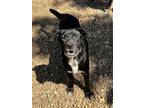 Adopt Uggy a Labrador Retriever / American Pit Bull Terrier / Mixed dog in