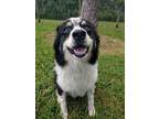 Adopt Daisy a Black - with White Australian Shepherd / Mixed dog in Odessa