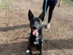Adopt Mr. Beans a Labrador Retriever / Mixed dog in Houston, TX (39059854)