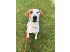 Adopt River a White Hound (Unknown Type) / Mixed dog in Knoxville, TN (39013975)