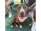 Adopt Cricket a Tan/Yellow/Fawn American Pit Bull Terrier / Mixed dog in El