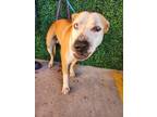 Adopt Norman B a Tan/Yellow/Fawn Pit Bull Terrier / Mixed dog in El Paso