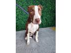Adopt Dexter a Brown/Chocolate American Pit Bull Terrier / Mixed dog in El Paso