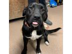 Adopt [phone removed] "Doc" a Black Labrador Retriever