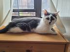 Adopt Fifty a Domestic Shorthair / Mixed cat in Brooklyn, NY (39059414)