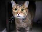 Adopt Esther a Domestic Shorthair / Mixed (short coat) cat in Brooklyn