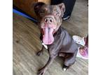 Adopt 808-023 "Cabinet" a Pit Bull Terrier, Chocolate Labrador Retriever