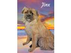 Adopt Jinx a Tan/Yellow/Fawn - with Black Pug / Cairn Terrier / Mixed dog in