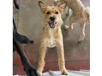 Adopt Captain a Red/Golden/Orange/Chestnut Border Terrier / Mixed dog in Grand