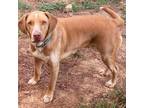 Adopt Murphy a Tan/Yellow/Fawn - with White Labrador Retriever / Mixed dog in