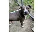 Adopt Big Momma a Pit Bull Terrier / Mixed dog in Portsmouth, VA (39059353)