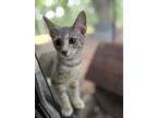 Adopt Pot Pie a Gray, Blue or Silver Tabby Domestic Shorthair (short coat) cat