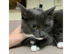 Adopt Itty Bit a Domestic Shorthair / Mixed cat in Salisbury, MD (39032525)