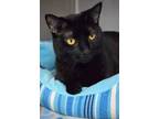 Adopt Mina a All Black Domestic Shorthair / Domestic Shorthair / Mixed cat in