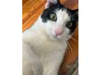 Adopt Milo: Super Active Lovebug! a Black & White or Tuxedo Domestic Mediumhair