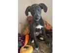 Adopt Flay a Brindle Labrador Retriever / Mixed dog in Plainfield, IL (39058846)