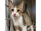 Adopt Able 3/4 brn tabby a Domestic Longhair / Mixed (short coat) cat in