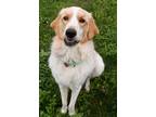 Adopt Gabe a Great Pyrenees / Mixed Breed (Medium) / Mixed dog in Warren