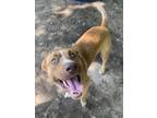 Adopt Wybie a Mixed Breed (Medium) / Mixed dog in SHELBY TOWNSHIP, MI (39049451)