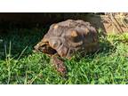 Adopt Duke a Tortoise reptile, amphibian, and/or fish in Hinckley, IL (39023664)
