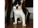 Adopt Muse GC* a Calico or Dilute Calico Domestic Shorthair / Mixed cat in North
