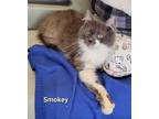 Adopt Smokey a Domestic Mediumhair / Mixed (short coat) cat in Defiance