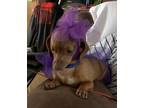 Adopt Queenie a Brown/Chocolate Dachshund / Mixed dog in Tracy, CA (38973948)