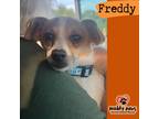 Adopt Freddy -- No Longer Accepting Applications a Tan/Yellow/Fawn - with White