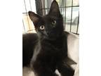 Adopt Castiel a Black (Mostly) Domestic Mediumhair / Mixed (medium coat) cat in