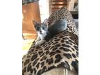 Adopt Screwball a Gray or Blue (Mostly) Domestic Shorthair / Mixed (short coat)