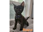 Adopt Beanz a All Black Domestic Shorthair / Domestic Shorthair / Mixed cat in