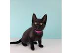 Adopt Vector a All Black Domestic Shorthair / Mixed (short coat) cat in