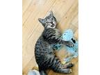 Adopt Sour Flower a Domestic Shorthair / Mixed (short coat) cat in Park City