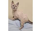 Adopt Snowfur a Domestic Shorthair / Mixed (short coat) cat in Fremont