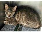 Adopt Gravy a Domestic Shorthair / Mixed (short coat) cat in Rockport