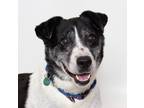 Adopt Caesar a Australian Cattle Dog / Mixed dog in San Luis Obispo