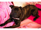 Adopt Callie a Brindle Mixed Breed (Large) / Mixed dog in Queenstown