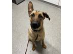 Adopt Liam a Belgian Malinois / German Shepherd Dog / Mixed dog in Escondido