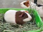 Adopt Pineapple a Guinea Pig small animal in Oceanside, CA (39020805)